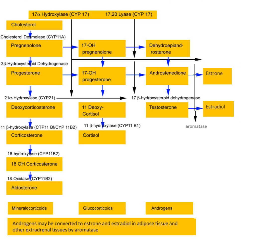 Steroid biosynthesis in the adrenal cortex.