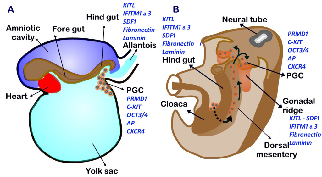 fig1-regulation-of-germ-cell-migration-endotext