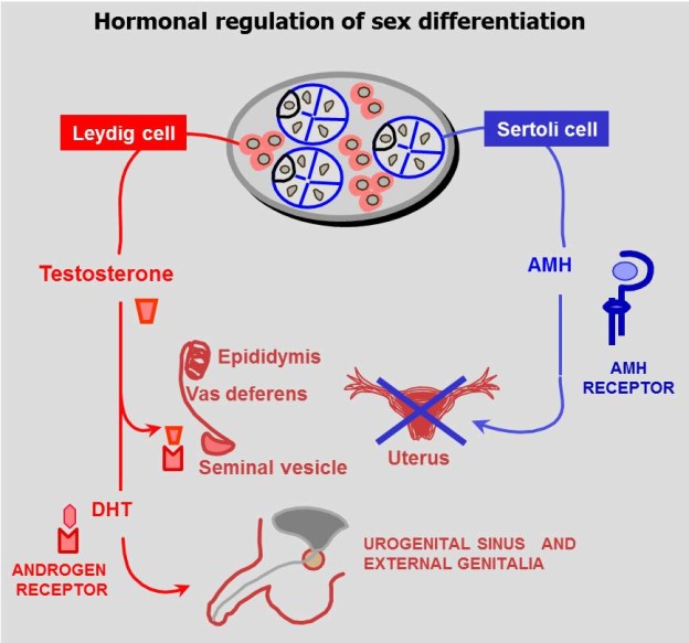 Fig17 Hormonal Control Of Male Sex Differentiation Endotext 2022