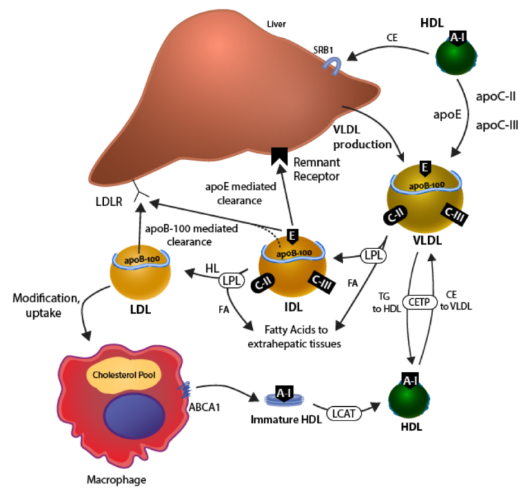 Etx Lipids Ch Fig Endotext