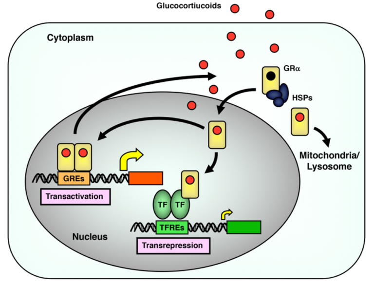 etx-adrenal-ch6-fig8 - Endotext