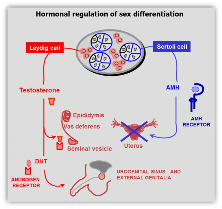 Etx Pediatrics Ch15 Fig18 Endotext 