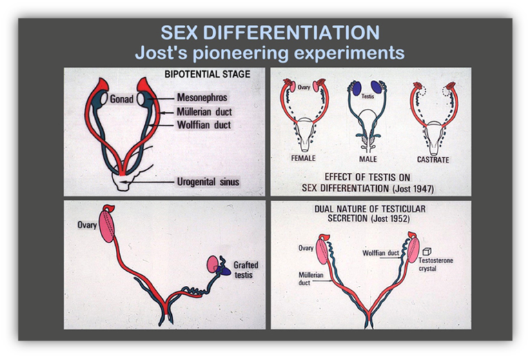 Fig Determining Role Of The Testes In Fetal Sex Hot Sex Picture 1744