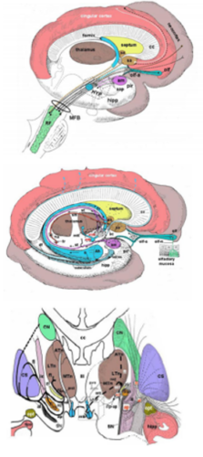 Etx Pit Ch1 Fig22 Endotext